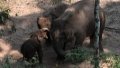 Wild Asian elephants are seen in the Wild Elephant Valley in Jinghong City, Xishuangbanna Dai Autonomous Prefecture, southwest China's Yunnan Province. Photo by Xinhua/Cao Mengyao.