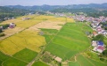 Rice fields in Xuefengshan Village of Taojiang County, central China's Hunan Province. Photo by Xinhua/Chen Sihan.