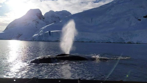 Кити. Фото: facebook.com/AntarcticCenter