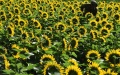 A villager removes weed at a sunflower field in Huangshan subdistrict, southwest China's Yunnan Province. Photo by Zhao Qingzu/Xinhua.