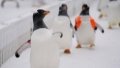 Penguins are seen waddling at Harbin Polarpark in Harbin. Photo by Xinhua/Wang Jianwei.