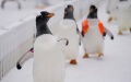 Penguins are seen waddling at Harbin Polarpark in Harbin. Photo by Xinhua/Wang Jianwei.