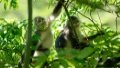 Snub-nosed monkeys are pictured at the Yunnan Snub-nosed Monkey National Park in Shangri-La, southwest China's Yunnan Province. Photo by Xinhua/Jiang Wenyao.