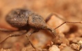 One of the two new species of weevils found in lava caves at Undara Volcanic National Park in Queensland, Australia. Photo by CSIRO/ Xinhua.
