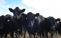 China cultivates new beef cattle breed. Photo by Xinhua.