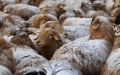 Sheep in Akyaz Valley in Zhaosu County, Kazak Autonomous Prefecture of Ili, northwest China's Xinjiang Uygur Autonomous Region. Photo by Xinhua/Li Zhihao.
