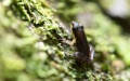 Environmental noise affects mate choice in animals. Photo by Xinhua.