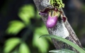 An orchid plant at the Fuligong Greenhouses at Kunming Botanical Garden in Kunming, southwest China's Yunnan Province. Photo by Xinhua/Lan Hongguang.