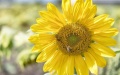 Farmers start sowing sunflowers, soybeans, and sugar beets