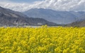 Central Qinghai-Tibet Plateau once a global floristic exchange hub. Photo by Xinhua.