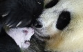 A giant panda Cuicui and her cub at Shenshuping base of China Conservation and Research Center for Giant Panda in Wolong National Nature Reserve. Photo by Xinhua/Shen Bohan.