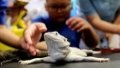 Visitors observing a lizard on display during the 22nd Pet Fair Asia held in Shanghai. Photo by Xinhua/Chen Fei.