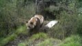 Wild giant panda. Photo by Xinhua.