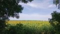Harvest, sunflower. Ukrphoto