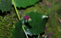 The flower, fruit and leaves of Euonymus aquifolium in the wild. Photo by Hu Jun/Xinhua.
