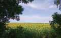 Harvest, sunflower. Ukrphoto