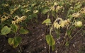 A dried sunflower field is seen as a severe drought hits France, in Puiseux-Pontoise, about 30 km northwest of Paris, France. Photo by Xinhua/Gao Jing.