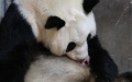 Giant panda "Qinqin" and its baby are pictured at the Qinling Giant Panda Research Center in Zhouzhi County of Xi'an. Photo by Xinhua.