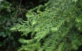 Taxus mair. Photo by Xinhua.
