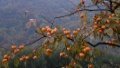 A fruiting persimmon tree in Maquangou Village of Pinglu County, north China's Shanxi Province. Photo by Xinhua/Ma Yimin.