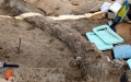 A 500,000-year-old elephant tusk near the southern Israeli city of Gedera. Photo by Gil Cohen Magen/Xinhua.