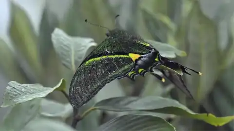 Golden Kaiser-hind butterflie. Photo by Xinhua.