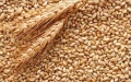 Grain. Photo: t.me/luhanskaVTSA.
