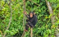 A chimpanzee is seen at the Douala Edea National Park in Littoral region, Cameroon. Photo by Kepseu/Xinhua.