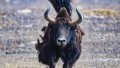A wild yak is pictured at the Qiangtang National Nature Reserve in southwest China's Tibet Autonomous Region. Photo by Xinhua/Purbu Zhaxi.