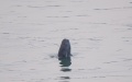A Yangtze finless porpoise is seen at the Yichang section of the Yangtze River, central China's Hubei Province. Photo by Xinhua/Xiao Yijiu.