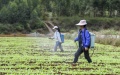 Farmers apply fertilizer in the fields during the winter planting season at Darong Village of Wuxuan County, south China's Guangxi Zhuang Autonomous Region. Photo by Xinhua/Cao Yiming.