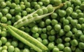 Chinese scientists accurately map pea genomes. Photo by Xinhua.