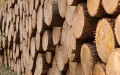 Cabinet allows residents of the frontline areas to collect firewood for free