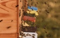 Ukraine plans to create single register of apiaries