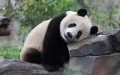 Giant panda "Reganmian" is pictured at the Chengdu Research Base of Giant Panda Breeding in Chengdu, southwest China's Sichuan Province. Photo by Chen Juwei/Xinhua.