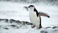 A Chinstrap penguin near the Changcheng Station on the Antarctica. Photo by Xinhua/Zhang Jiansong.