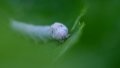 Silkworm. Photo by Xinhua.
