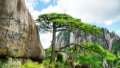 The Guest-Greeting Pine, a famous landmark on Huangshan Mountain in east China. Photo by Xinhua.