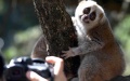 A loris at the Yunnan Zoo in Kunming, capital of southwest China's Yunnan Province. Photo by Xinhua/Lin Yiguang.