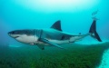 A White Shark in Australia. Photo by Andrew Fox/Xinhua.