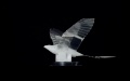 Chinese unmanned aircraft that flies by flapping its mechanical wings. Photo by Xinhua.