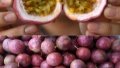 An exhibitor showing passion fruits during an agricultural product trade fair in Du'an Yao Autonomous County, south China's Guangxi Zhuang Autonomous Region. Photo by Xinhua/Lu Boan.