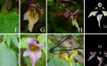 Chinese researchers discover new plant species. Photo by Xinhua.