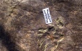 Over 20 turtle footprint fossils found in east China. Photo by Xinhua.