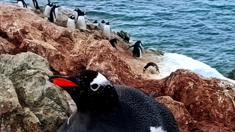 Пінгвіни очікують на малюків. Фото: https://www.facebook.com/AntarcticCenter