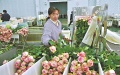 China aims for annual flower sales. Photo by Xinhua.