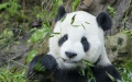 An image of the giant male panda Tuan Tuan when arriving at the Taipei Zoo in Taipei, southeast China's Taiwan. Photo by Taipei Zoo/Xinhua.