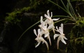 The wild holcoglossum omeiense blooming on Mount Emei in Leshan, southwest China's Sichuan Province. Photo by Xinhua/Tang Wenhao.