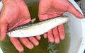 Knife fish. Photo by Xinhua.