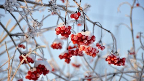 Зима. Фото: pixabay